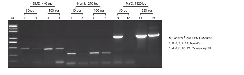  使用TransGen 和Company TH 產(chǎn)品，分別以不同濃度人gDNA 為模板，進行不同基因的PCR 擴增，1.0% 瓊脂糖凝膠電泳分析擴增效果。
