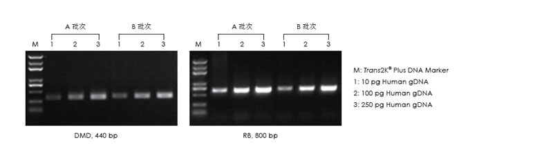使用不同批次的產(chǎn)品，以不同濃度的人 gDNA 為模板擴增，1.5% 瓊脂糖凝膠電泳分析擴增結(jié)果。