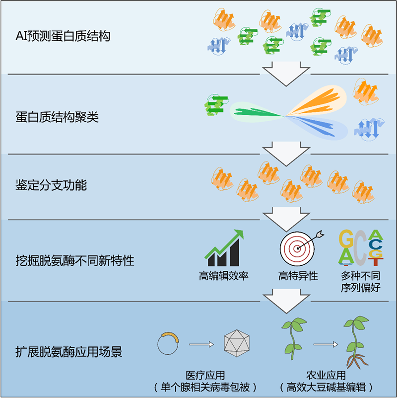 基于AI輔助的蛋白結(jié)構(gòu)聚類挖掘脫氨酶并開(kāi)發(fā)具有新特性的堿基編輯系統(tǒng)